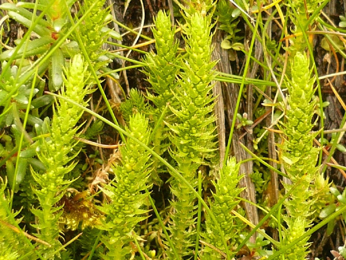 Selaginella selaginoides (Selaginellaceae)